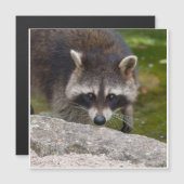 Raccoon Makes Direct Eye Contact (Front/Back)