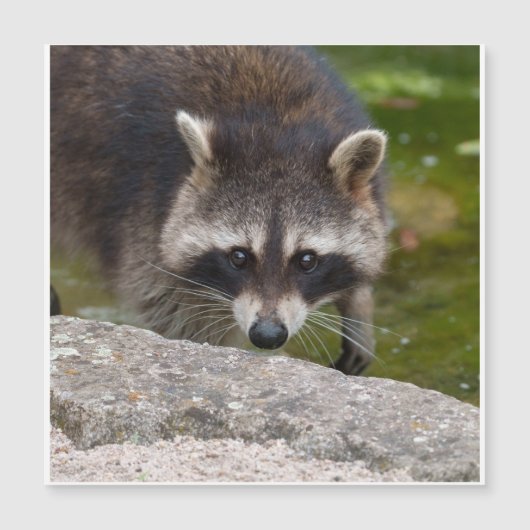 Raccoon Makes Direct Eye Contact (Front)