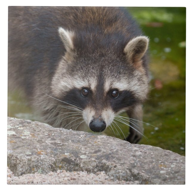 Raccoon Makes Direct Eye Contact Ceramic Tile (Front)