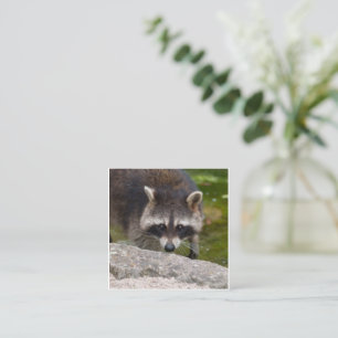 Raccoon Makes Direct Eye Contact Enclosure Card