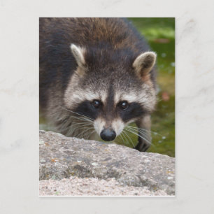 Raccoon Makes Direct Eye Contact Postcard