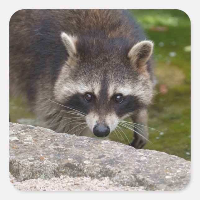 Raccoon Makes Direct Eye Contact Square Sticker (Front)