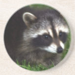 Raccoon Mask  Coaster