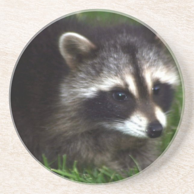 Raccoon Mask  Coaster (Front)