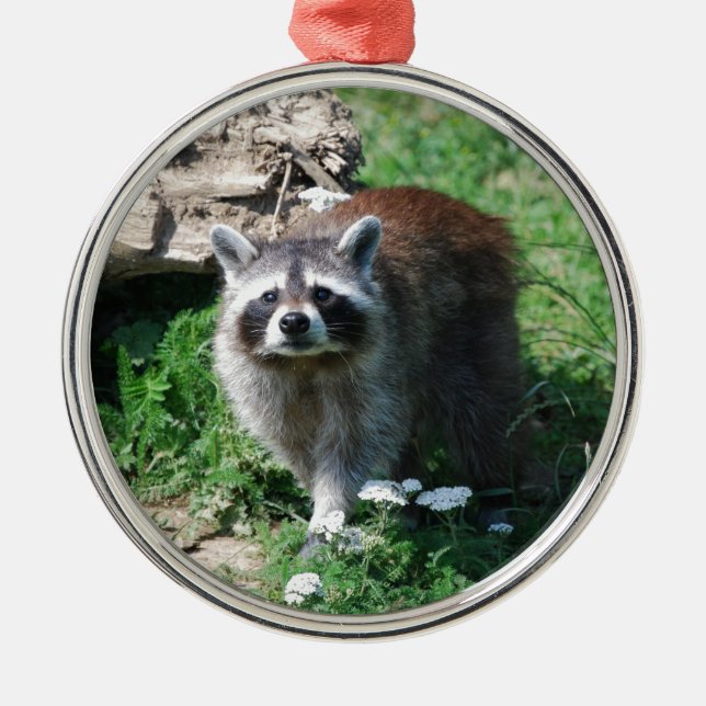 Raccoon Metal Ornament (Front)