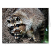 Raccoon Mother and Kit (Front Horizontal)