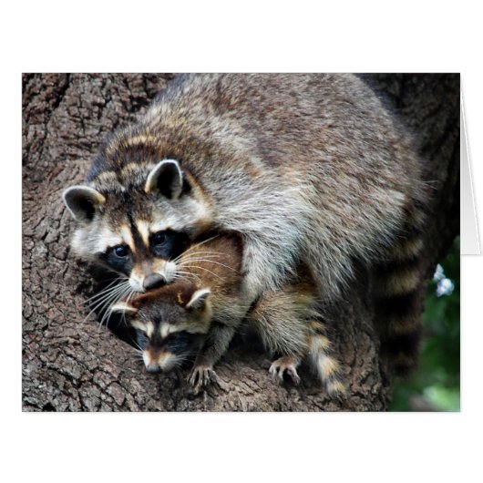 Raccoon Mother and Kit (Front Horizontal)