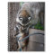 Raccoon Mother and Kit 3