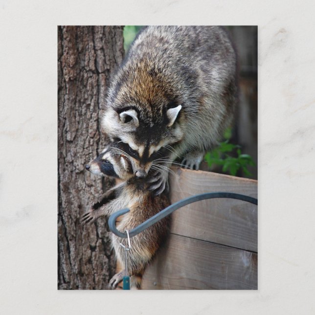 Raccoon Mother and Kit 3 Postcard (Front)
