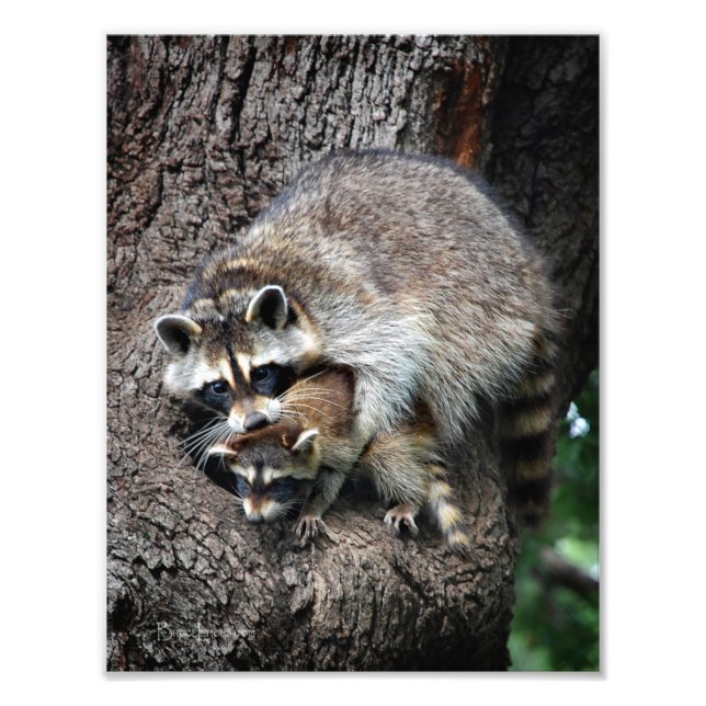 Raccoon Mother and Kit Photo Print (Front)