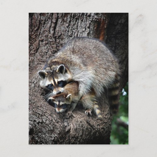 Raccoon Mother and Kit Postcard