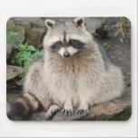 Raccoon Mouse Pad<br><div class="desc">Adorable picture of a raccoon.</div>