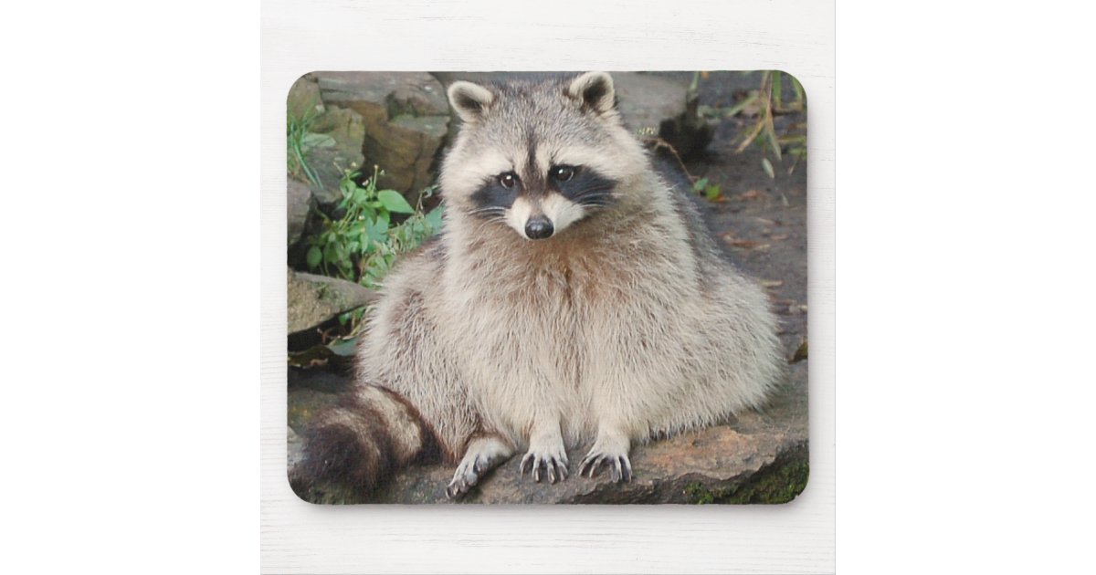 Raccoon Mouse Pad | Zazzle