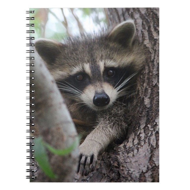 Raccoon Notebook (Front)