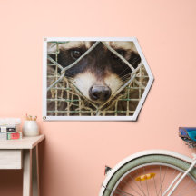 raccoon on pennant