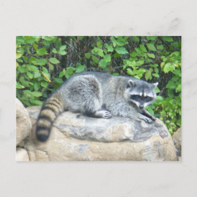 Raccoon on rock Postcard (Front)