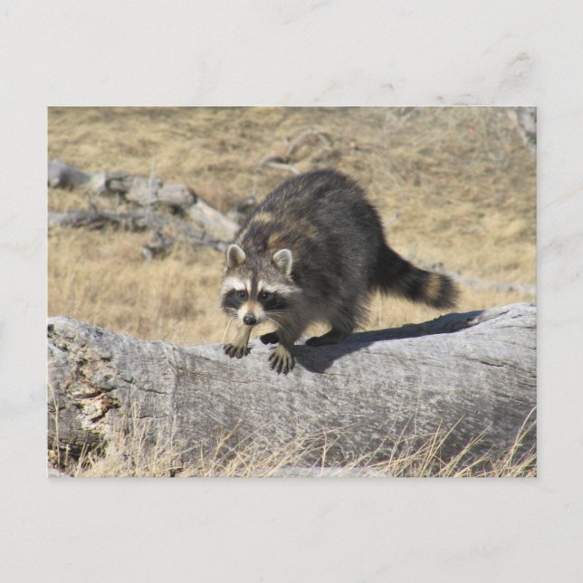 Raccoon On The Tree Log Postcard (Front)