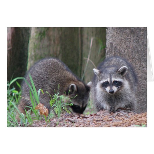 Raccoon Pair Cards (Front Horizontal)