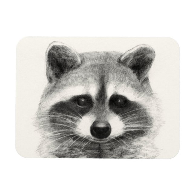 Raccoon Pencil Drawing Magnet (Horizontal)