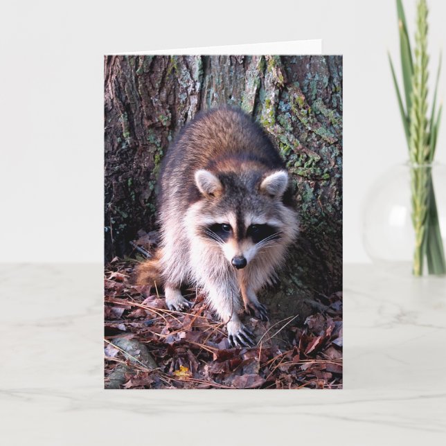 Raccoon Photo Card (Front)