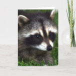 Raccoon Photo Greeting Card