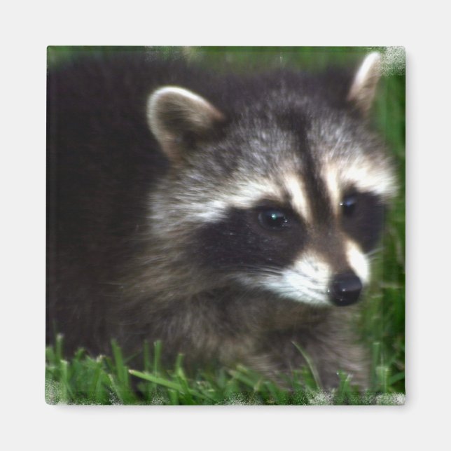 Raccoon Photo Magnet (Front)