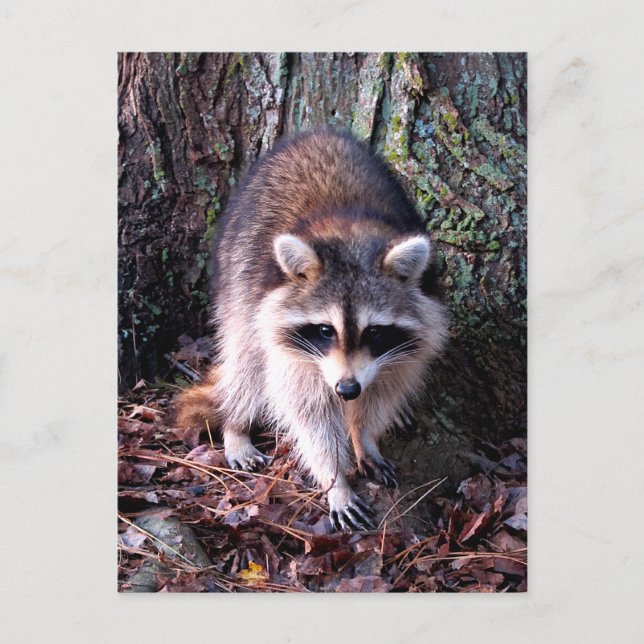 Raccoon Photo Postcard (Front)
