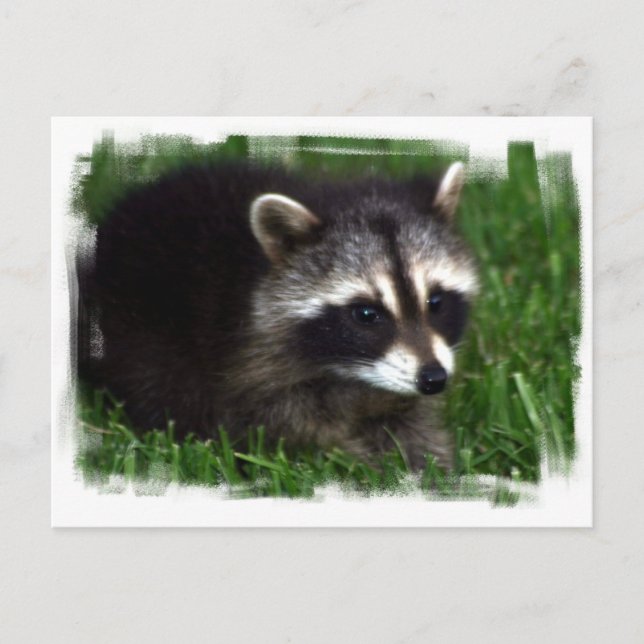 Raccoon Photo Postcard (Front)