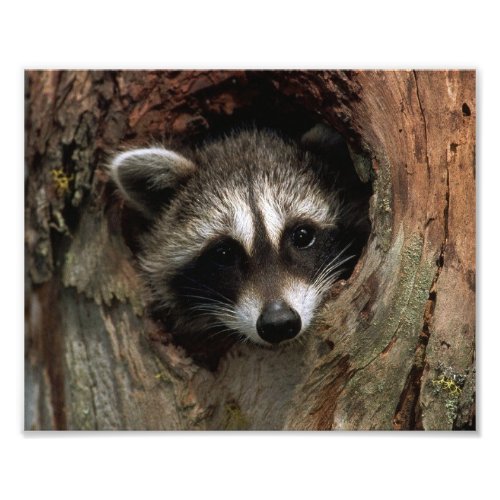 Raccoon Photo Print