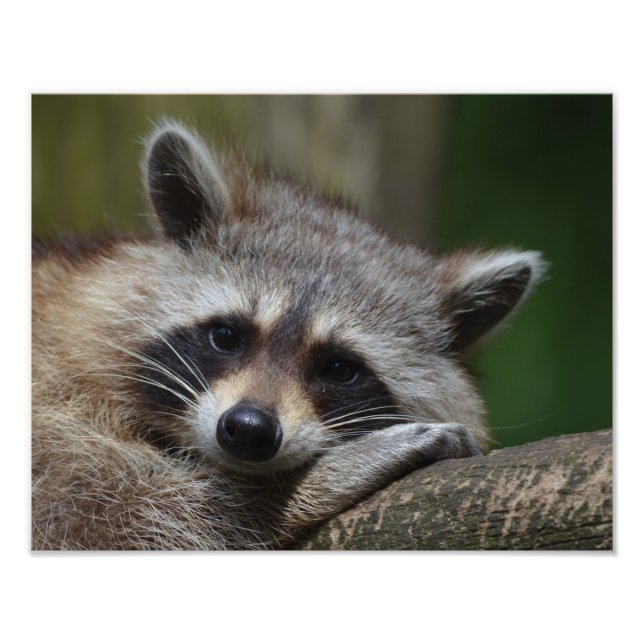Raccoon Photo Print (Front)