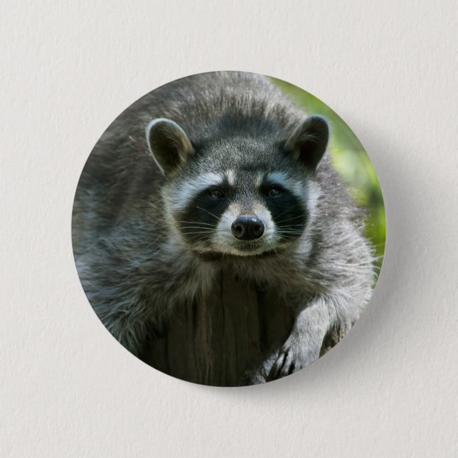 Raccoon Pin (Front)