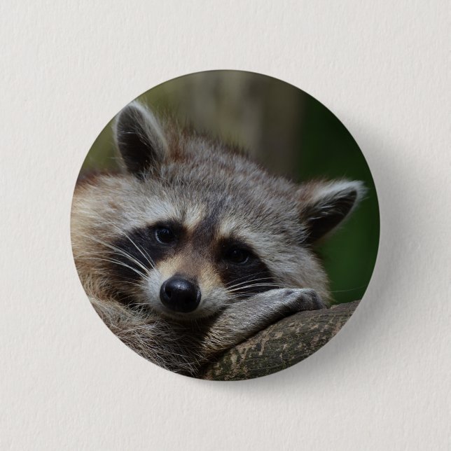 Raccoon Pinback Button (Front)