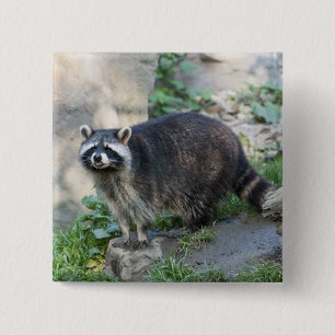 Raccoon Pins
