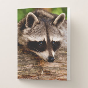 Raccoon Pocket Folder