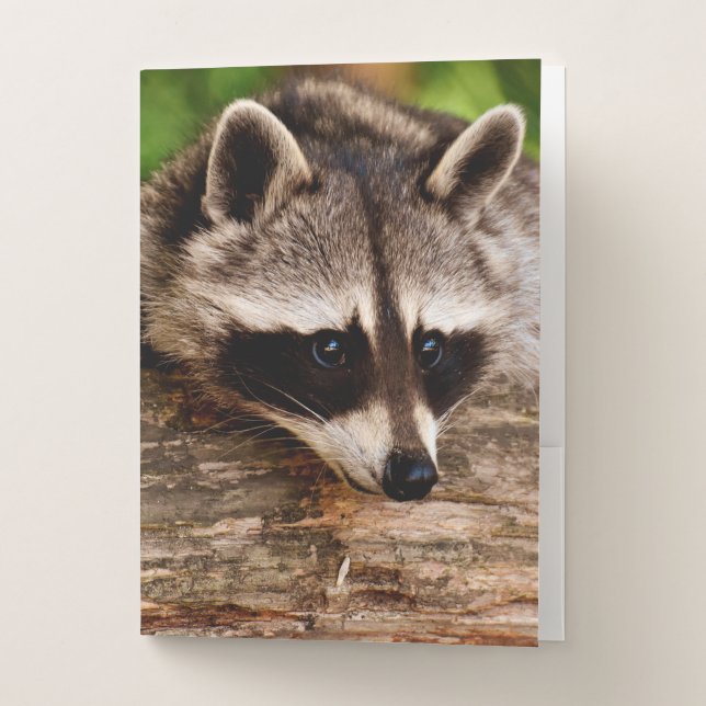 Raccoon Pocket Folder (Front)