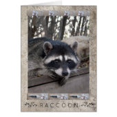 Raccoon Portrait (Front)