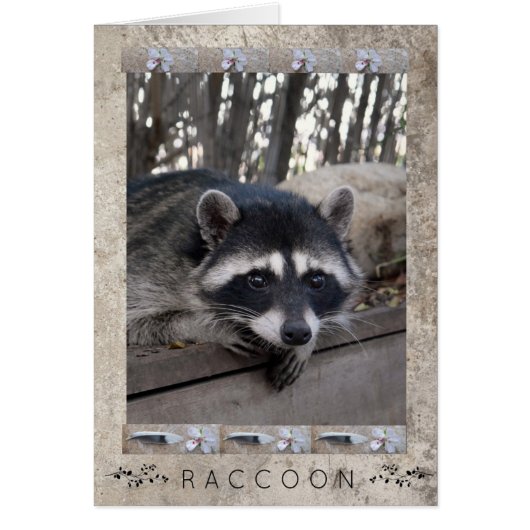 Raccoon Portrait Cards (Front)