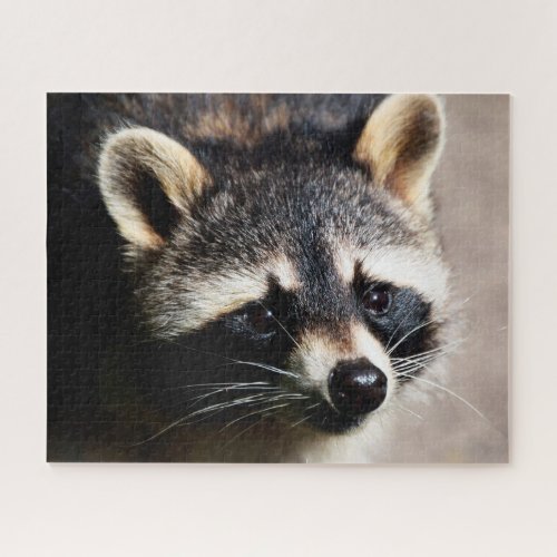 Raccoon Portrait Jigsaw Puzzle