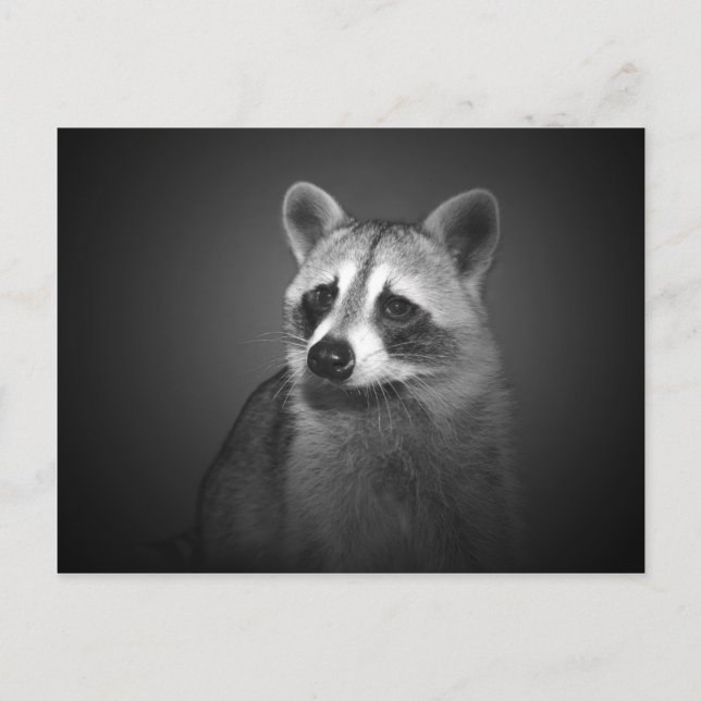 Raccoon Portrait Postcard (Front)