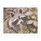 Raccoon Post Card