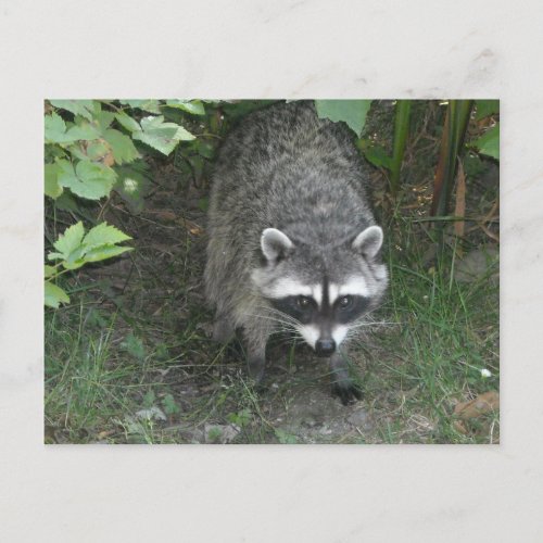 Raccoon Postcard