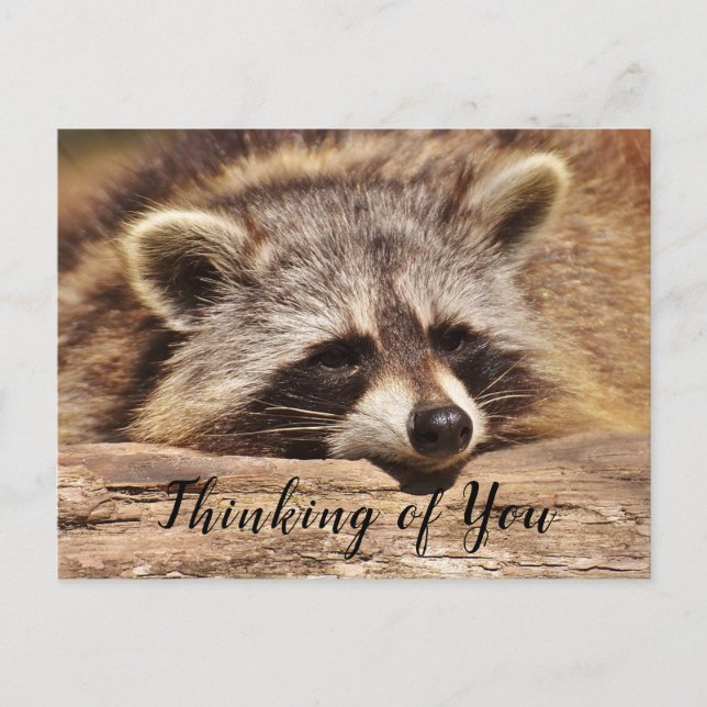 Raccoon Postcard (Front)