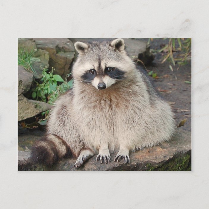 Raccoon Postcard | Zazzle.com