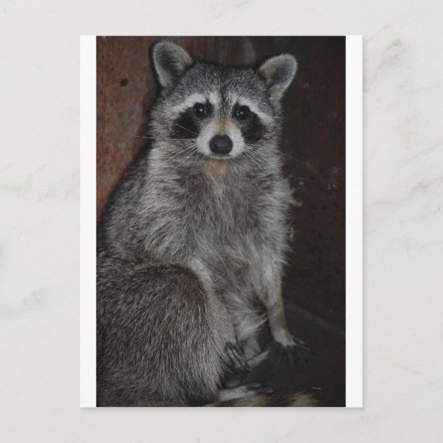 Raccoon Postcard (Front)