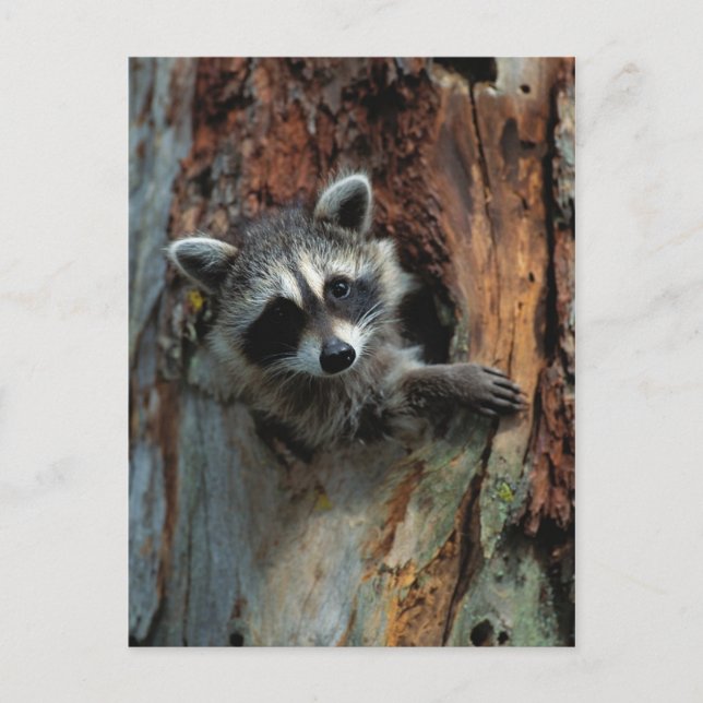 Raccoon Postcard (Front)