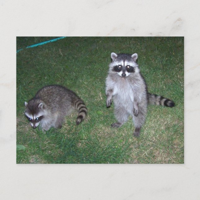Raccoon Postcard (Front)