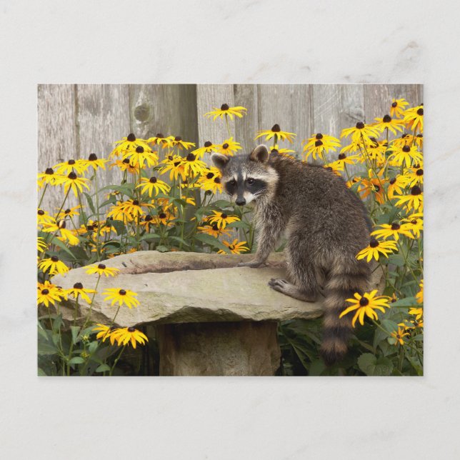 Raccoon Postcard (Front)