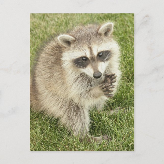 Raccoon Postcard (Front)