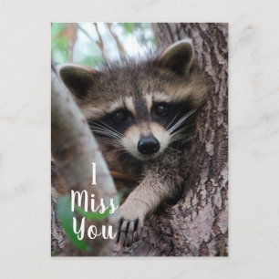 Raccoon Postcard