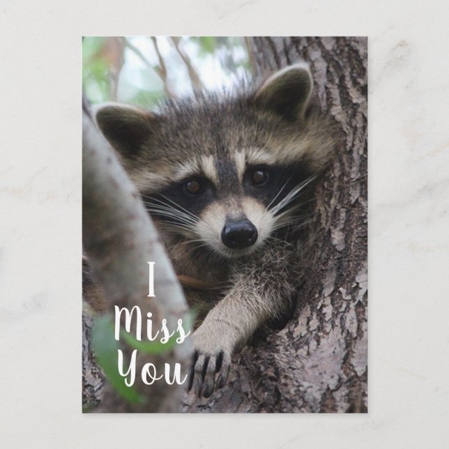 Raccoon Postcard (Front)